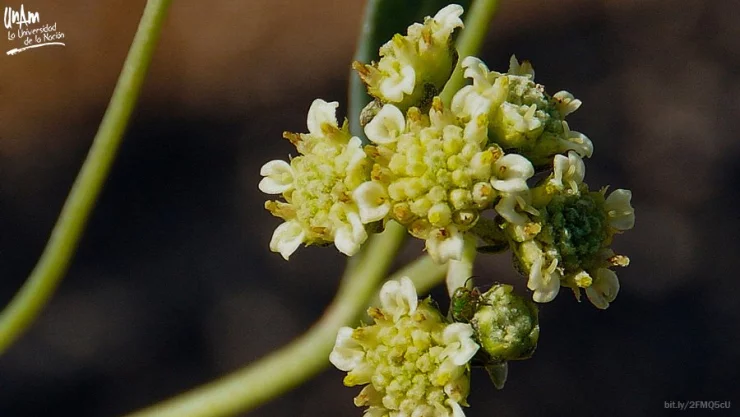 Universitarios usan resina del guayule como antiinflamatorio y anticancerígeno