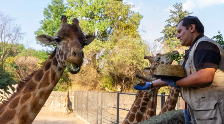 Jirafa más longeva de Chapultepec