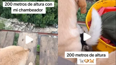 /famosos/tiktoker-mauro-el-campeche-cancelado-llevar-perros-200-metros-altura-video