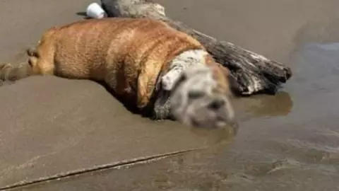 Perro bulldog ingles.