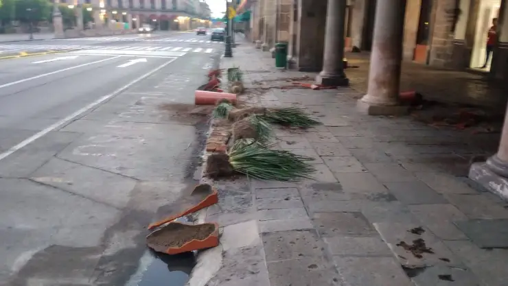 Plantas