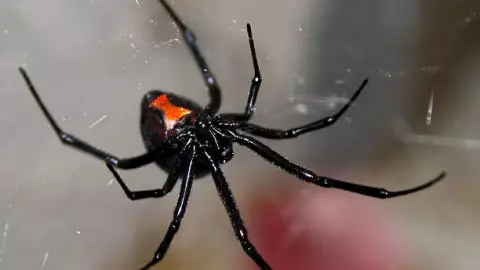 Niño se deja morder por araña viuda negra para ser Spider Man