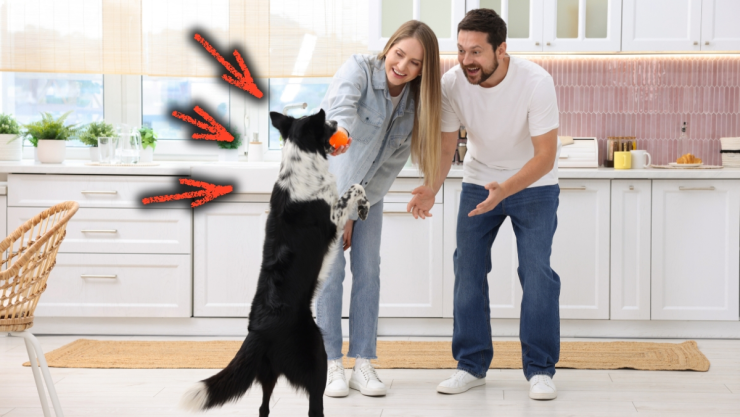 /estilo-de-vida/razon-no-debes-saludar-perro-casa-veterinarios