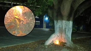 ¿Brujería? Realizan EXTRAÑO HALLAZGO a los pies de un árbol de ceiba en Motul y alerta a los vecinos