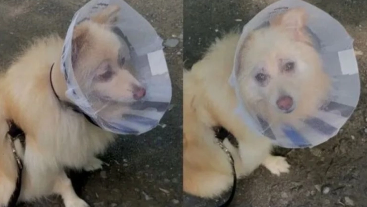 Operan a perrito ciego