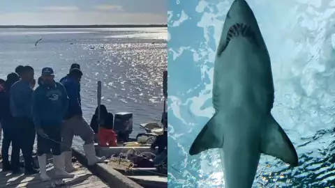 Atque tiburon sonora.