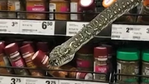 Serpiente en supermercado de Australia