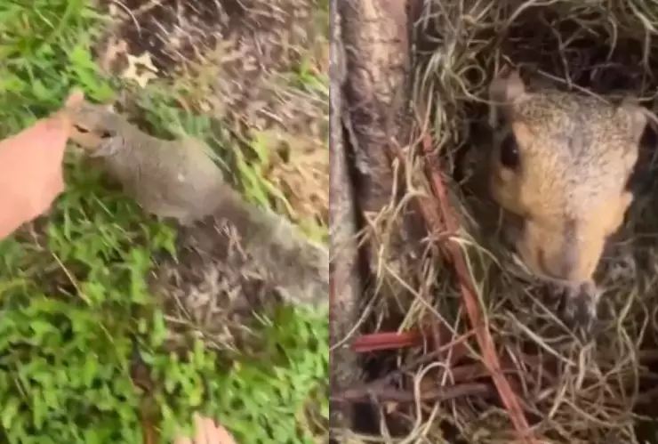 VIDEO | Ardilla sorprende a su amiga humana con una tierna presentación de sus crías