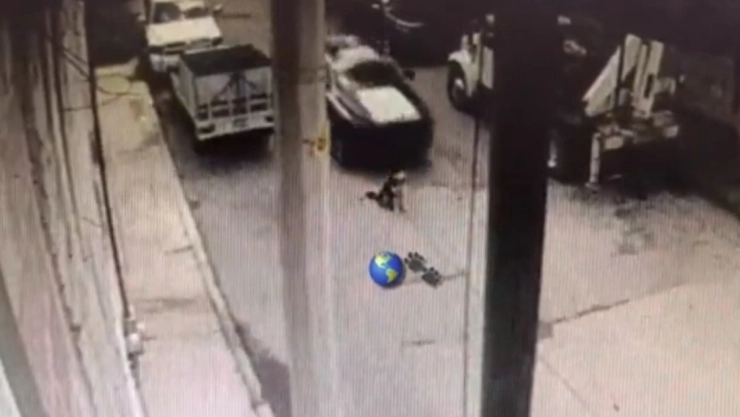 policia perrito edomex.jpg