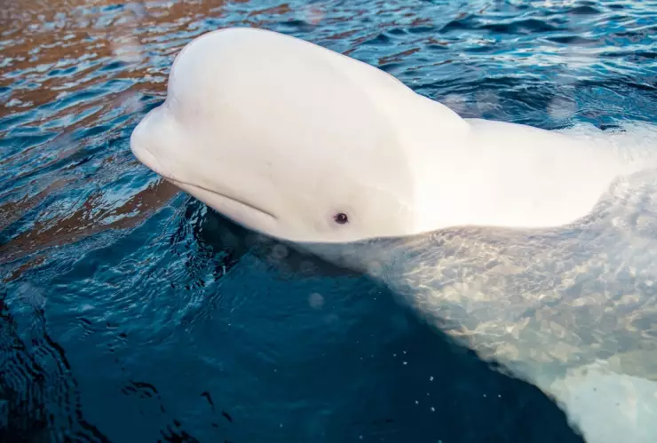 hvaldimir-ballena-espia-rusia