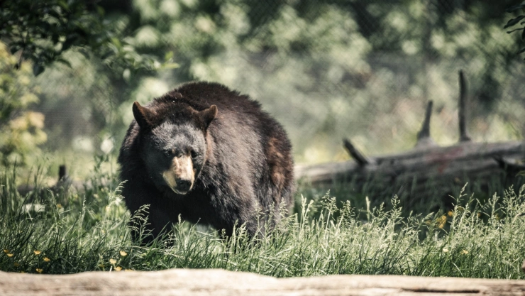 Oso negro parado en un pintoresco prado rodeado de árboles