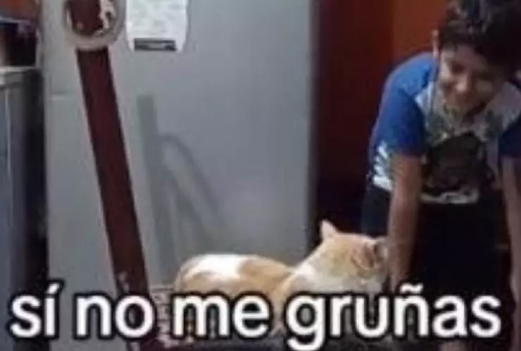 VIDEO_ Niño y su gato discuten y pelean por una silla