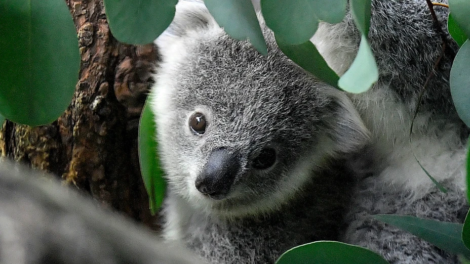 Pequeño koala en zoológico de Duisburg, Alemania.