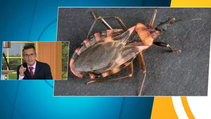 Chinche mortal. Vinchuca. Venga a Alegr&iacute;a.