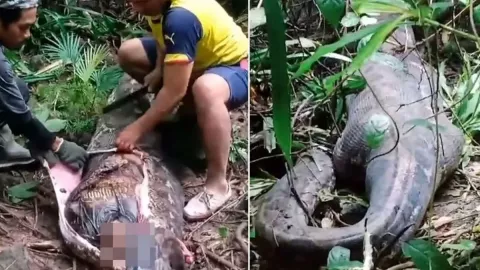 Mujer tragada por pitón gigante