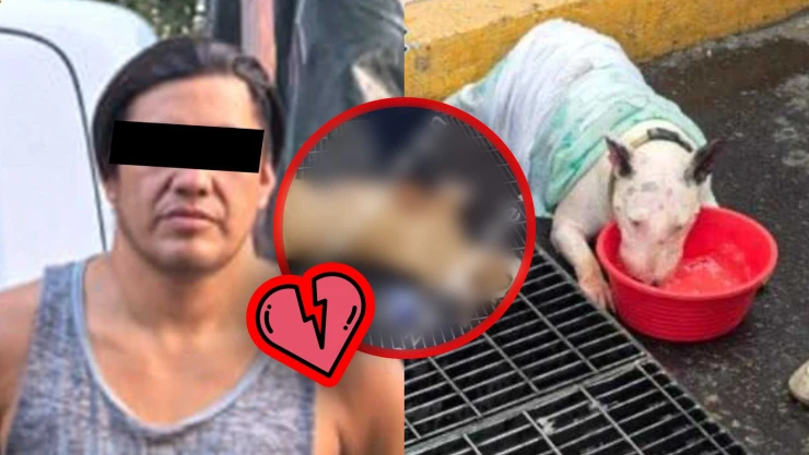 Dejó a sus perros encerrados en una camioneta y uno murió: Detienen a sujeto por maltrato animal