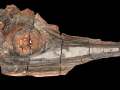 Cráneo de ictiosaurio