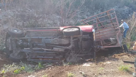 Vuelca camioneta que transportaba ganado (FOTO)