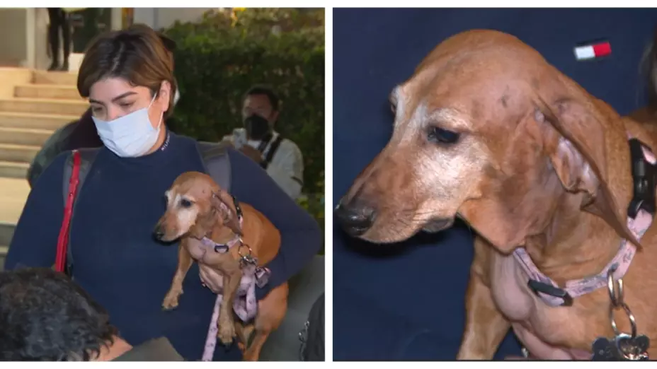 quién es Ramona perrita Ucrania