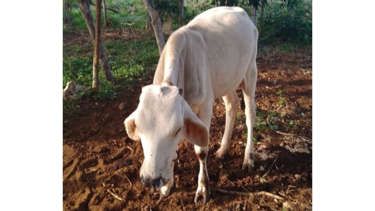 Denuncian ROBO DE VACA en redes sociales; ocurrió en un rancho de la carretera Campeche-Mérida