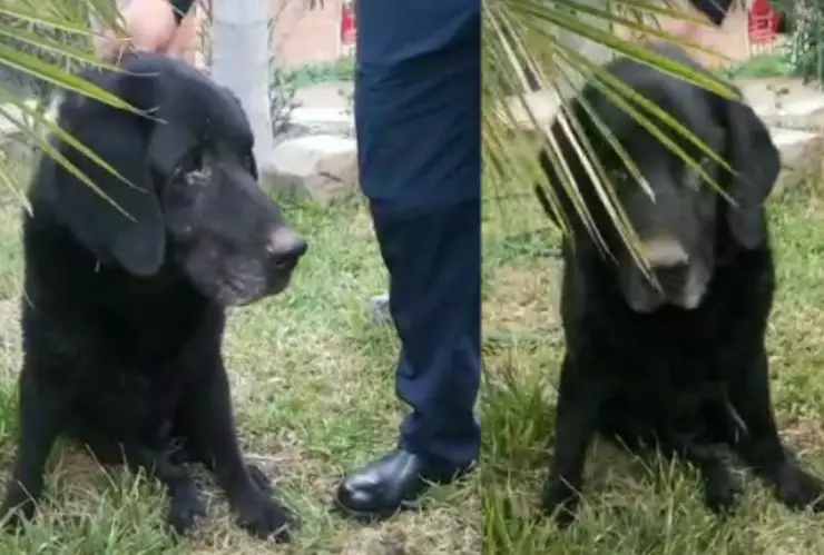 Encuentran a Max, perrito rescatista de los Bomberos de Tijuana