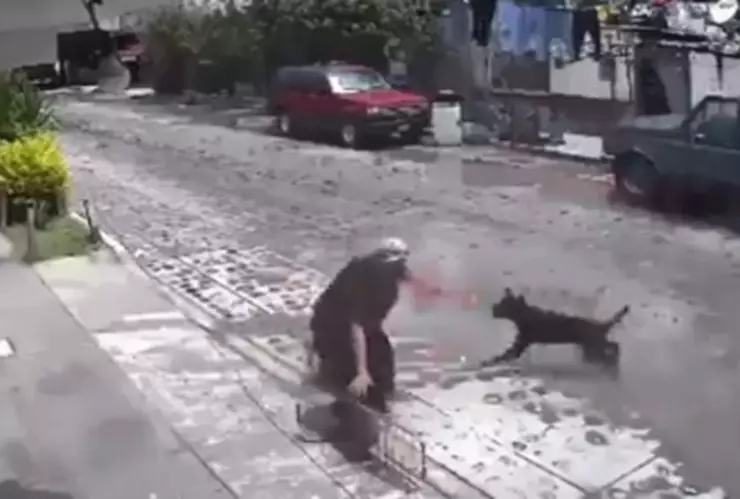 Abuelita es atacada por jauría en calles de Pedro Escobedo, en Querétaro