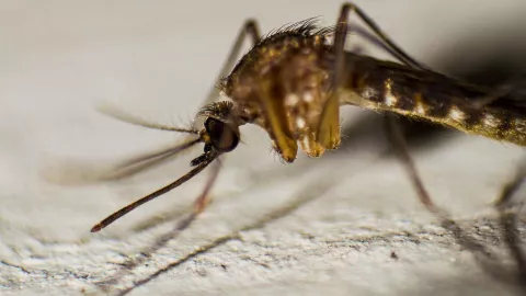 Advierten de contagios de dengue en temporada invernal; suman 1,990 casos en Jalisco