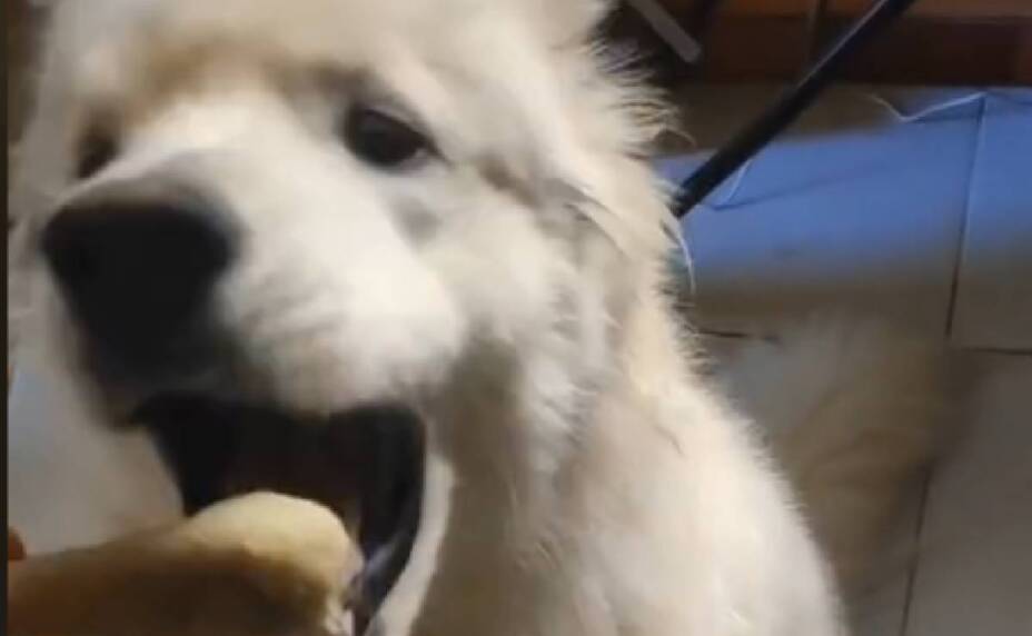 perrito se pierde y le manda emotivo mensaje