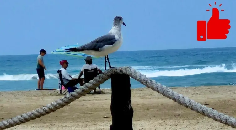 Cuál es la mejor playa de Tamaulipas, según la IA.jpg