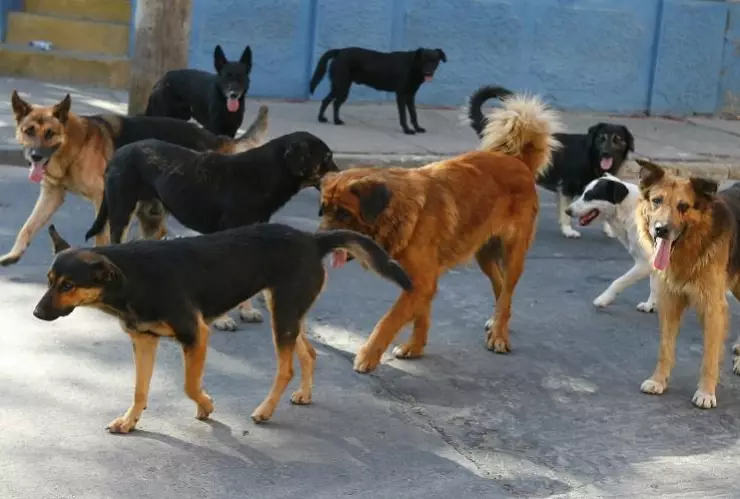 Un hombre que presuntamente destazaba perritos fue detenido por elementos de la Policía Municipal de Mexicali.