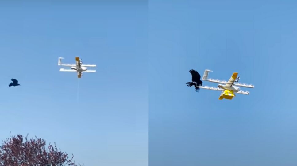 Cuervo ataca un dron.png