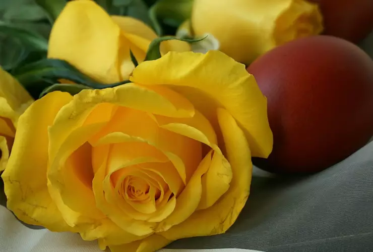 ¿Por qué se regalan flores amarillas el 21 de marzo_ Esto es lo que se sabe (1).jpg