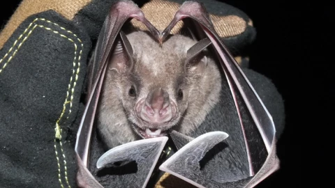 Genética de murciélagos en Cozumel, bajo investigación del IPN.jpg