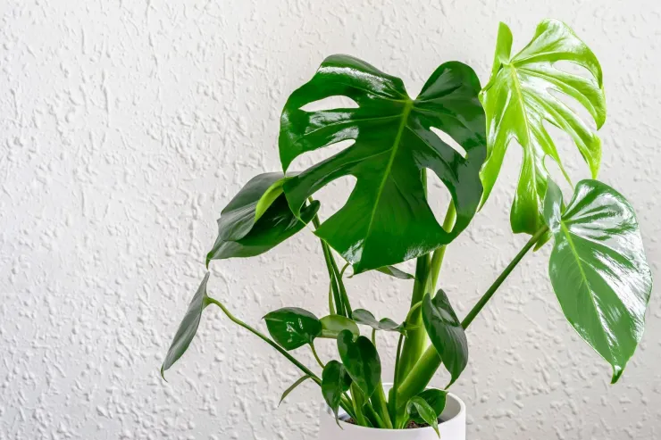 Monstera deliciosa, una de las plantas ornamentales de gran belleza y frescura.