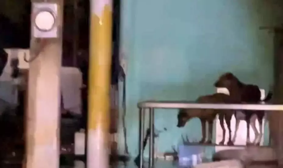 Huracán Milton en Yucatán_ Sisal bajo el agua y perros atrapados ante el inundaciones.jpg