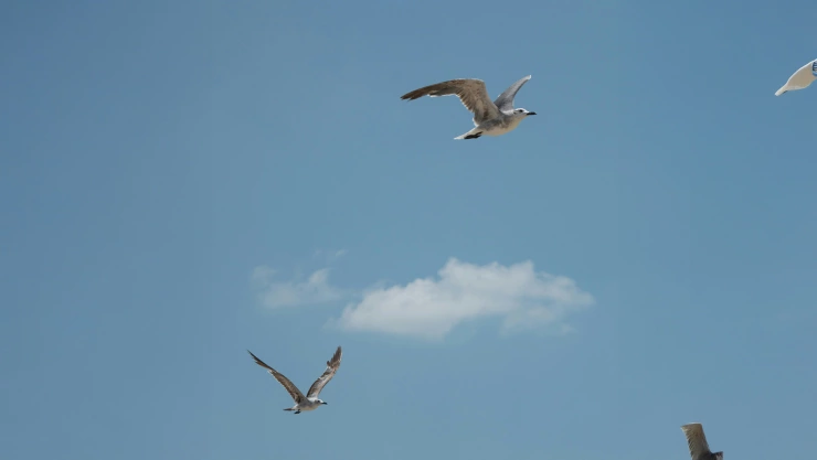 Clima Puerto Vallarta Así estará el clima hoy 9 de septiembre