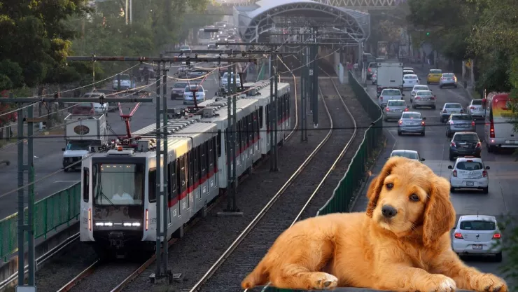 Ahora podrás viajar con tu mascota en el transporte público de Guadalajara