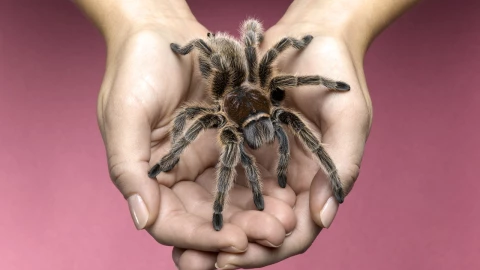 La lista completa de las arañas que puedes tener como mascota