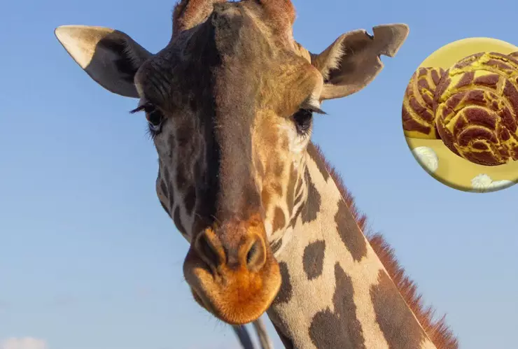 Crean en Puebla las Beniconchas en honor a la jirafa Benito