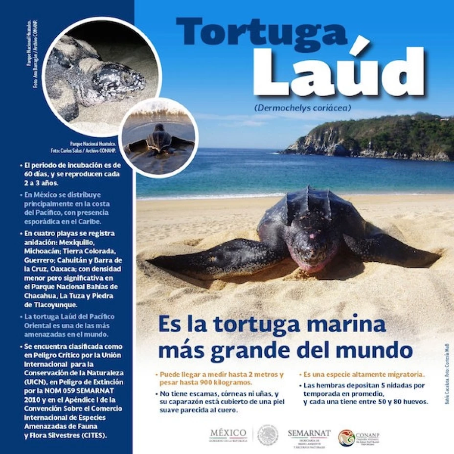 Tortuga Laud