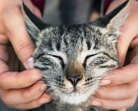 /mascotas/veterinarios-persona-favorita-gatos