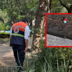 Cuatro perros murieron por comer carne con venedo en Parque España.