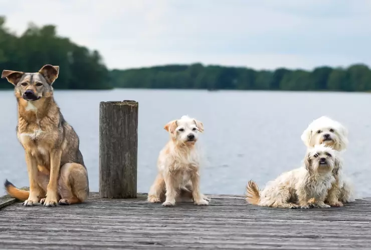 Descifrando la inteligencia canina, un análisis de las razas más brillantes