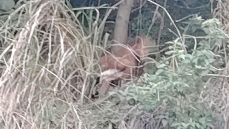 Rescatan a perro en Cuernavaca