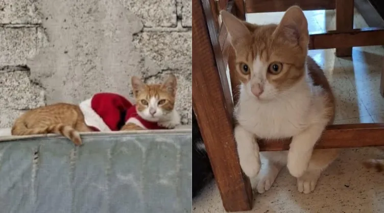 Tras ser víctima de agresión sexual, el gatito Kasimiro “Kasi” tuvo que ser sacrificado debido a las graves lesiones que presentaba.