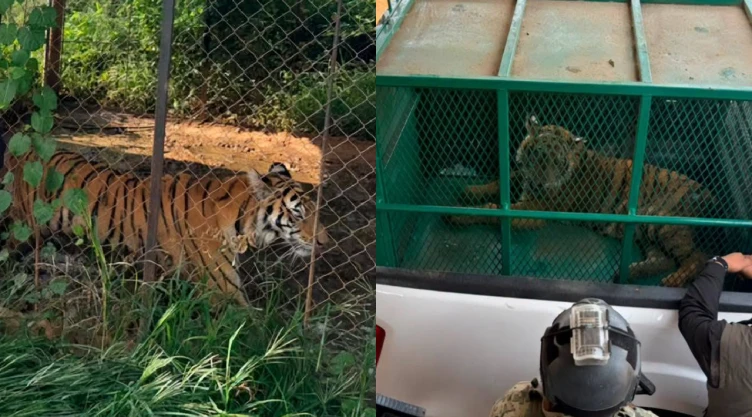 Rescatan a dos tigres de Bengala en Michoacán en un predio abandonado