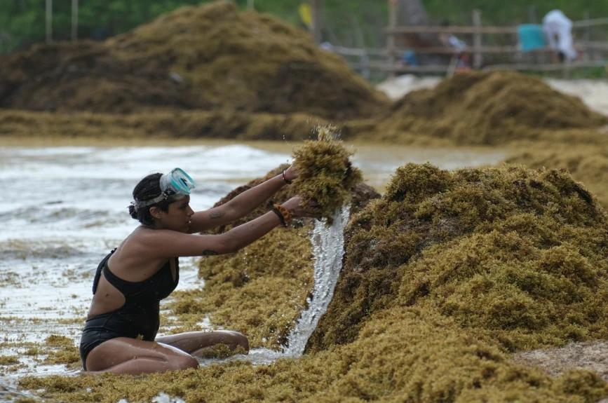 Alerta máxima en la Costa Maya de Quintana Roo: Playas de Mahahual y Xcalak invadidas de Sargazo; más de 3 mil toneladas afectan al turismo y la vida marina.