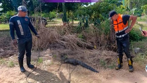 Protección Civil captura cocodrilo en la colonia Buena Vista en Emiliano Zapata