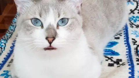 Día Internacional del Gato: Gala, gatita de nuestro conductor José Luis Mora