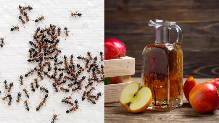 El vinagre de manzana es una solución frente a la invasión de hormigas en la casa.